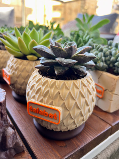 PlantMe - Pine Shell Planter Pot (Logo/Name Customized)