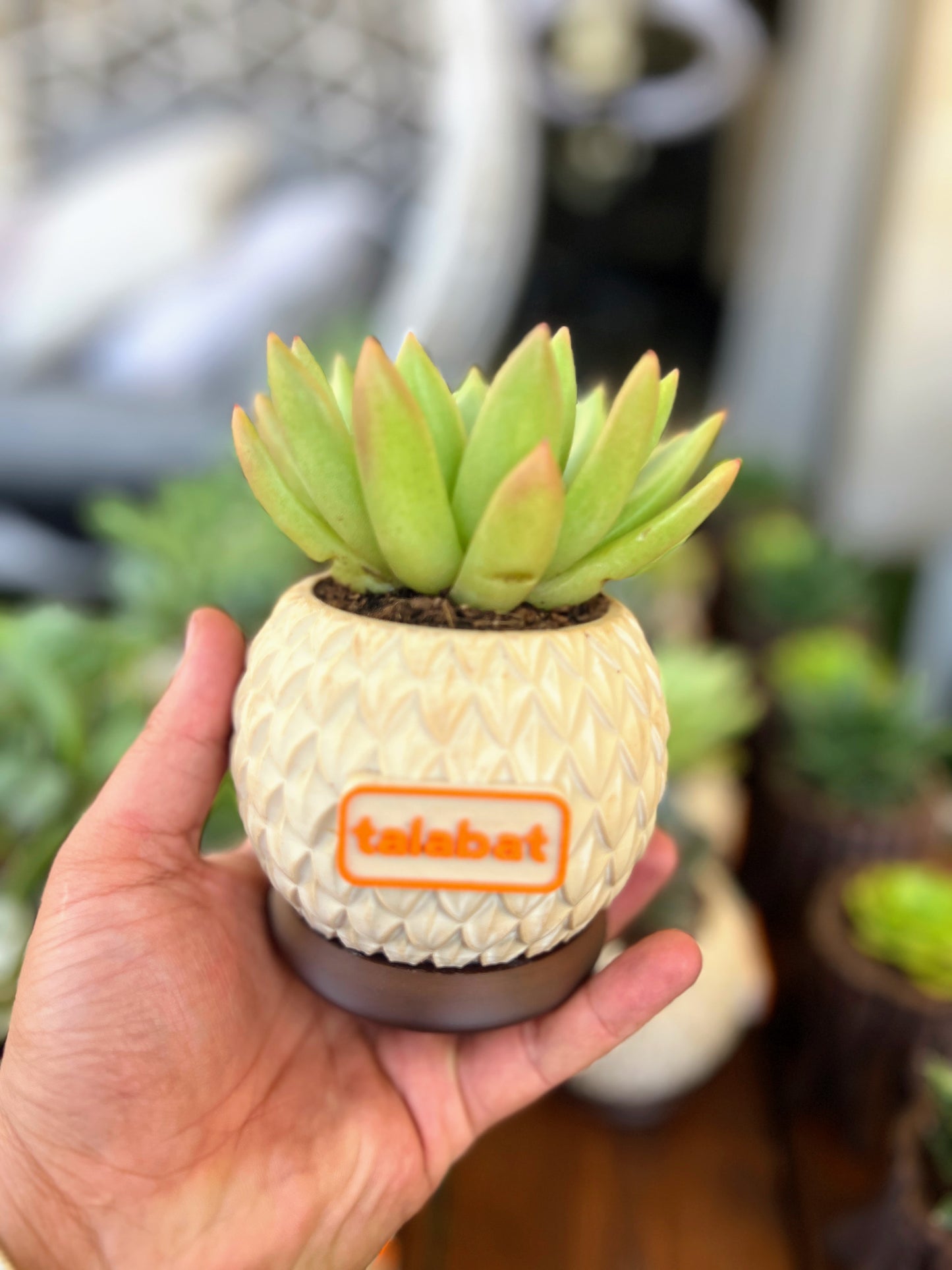 PlantMe - Pine Shell Planter Pot (Logo/Name Customized)
