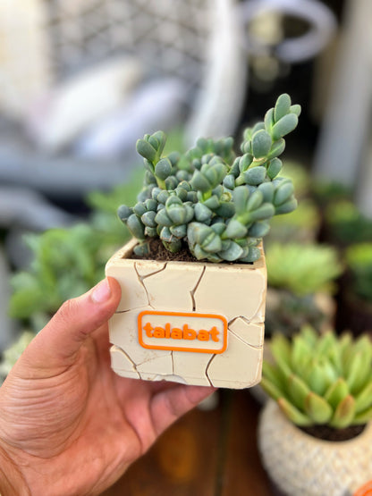 PlantMe - Stone Bloom Planter Pot (Logo/Name Customized)