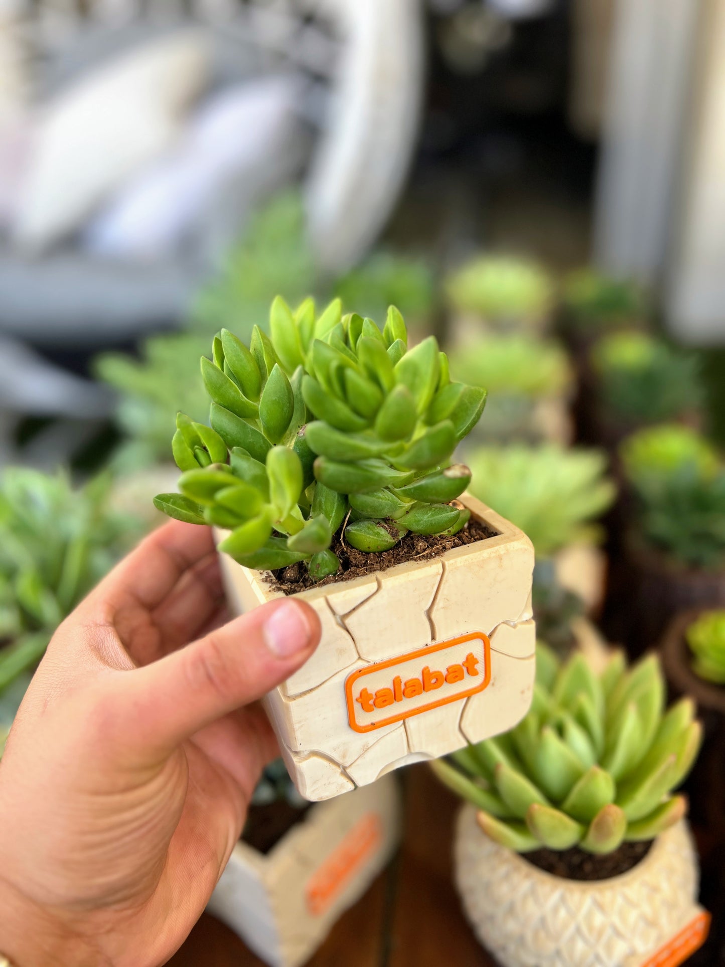 PlantMe - Stone Bloom Planter Pot (Logo/Name Customized)