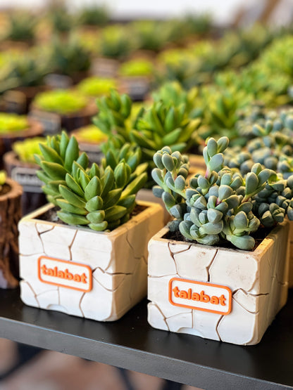 PlantMe - Stone Bloom Planter Pot (Logo/Name Customized)