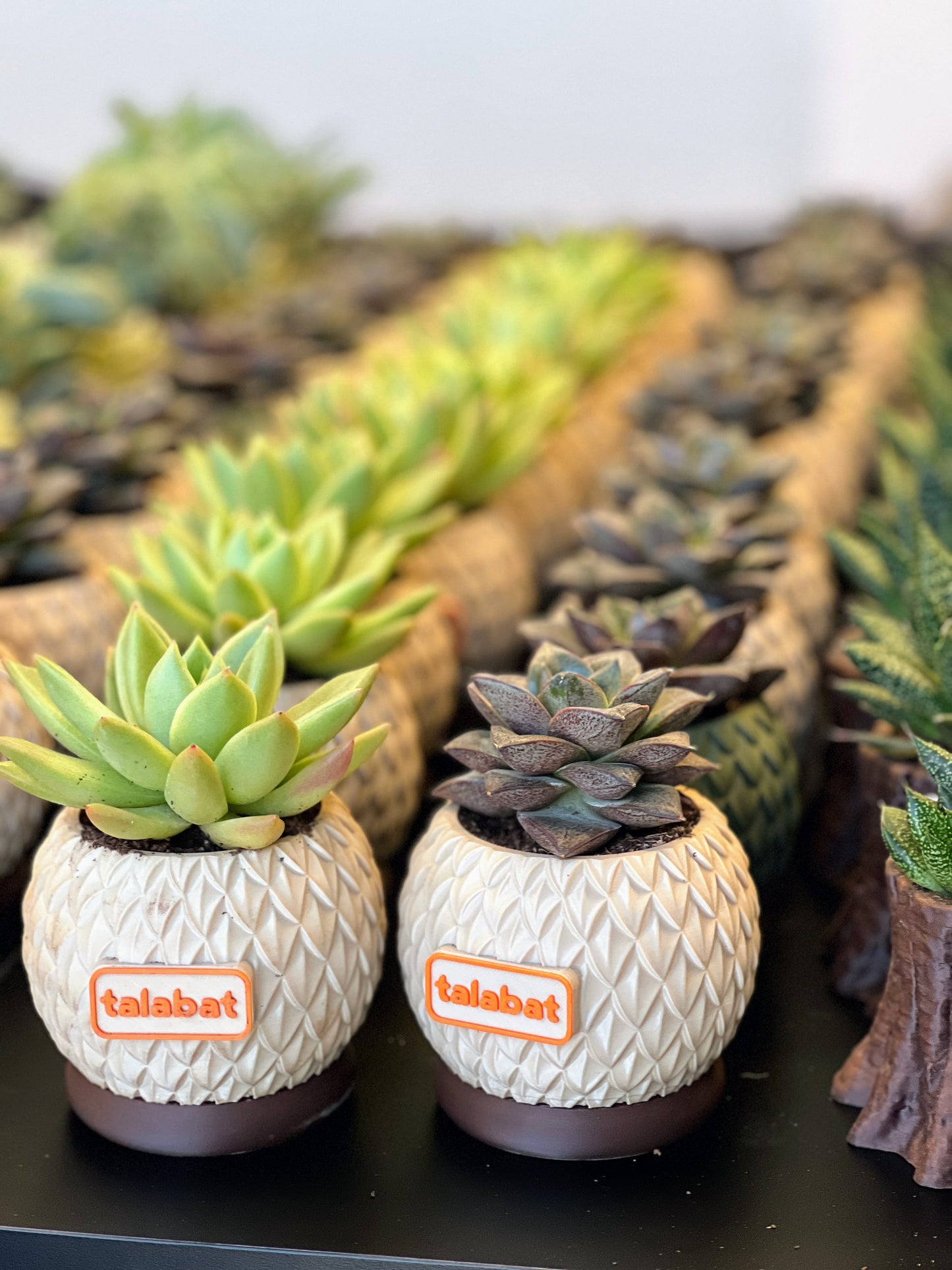 PlantMe - Pine Shell Planter Pot (Logo/Name Customized)