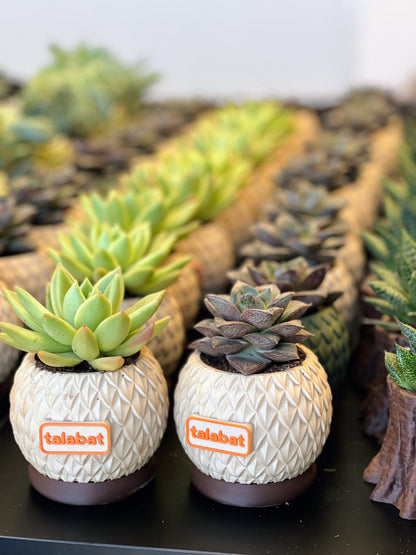 PlantMe - Pine Shell Planter Pot (Logo/Name Customized)