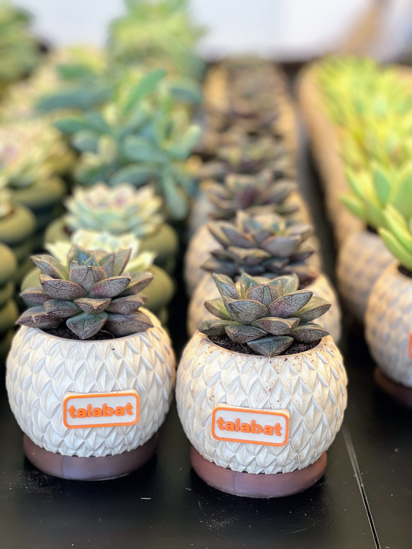 PlantMe - Pine Shell Planter Pot (Logo/Name Customized)