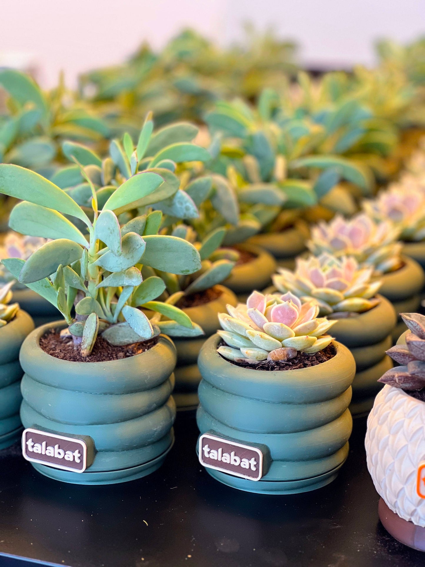 PlantMe - Zen Loops Planter Pot (Logo/Name Customized)