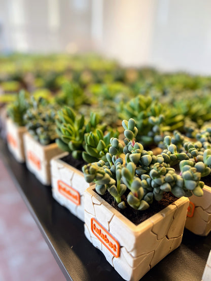 PlantMe - Stone Bloom Planter Pot (Logo/Name Customized)