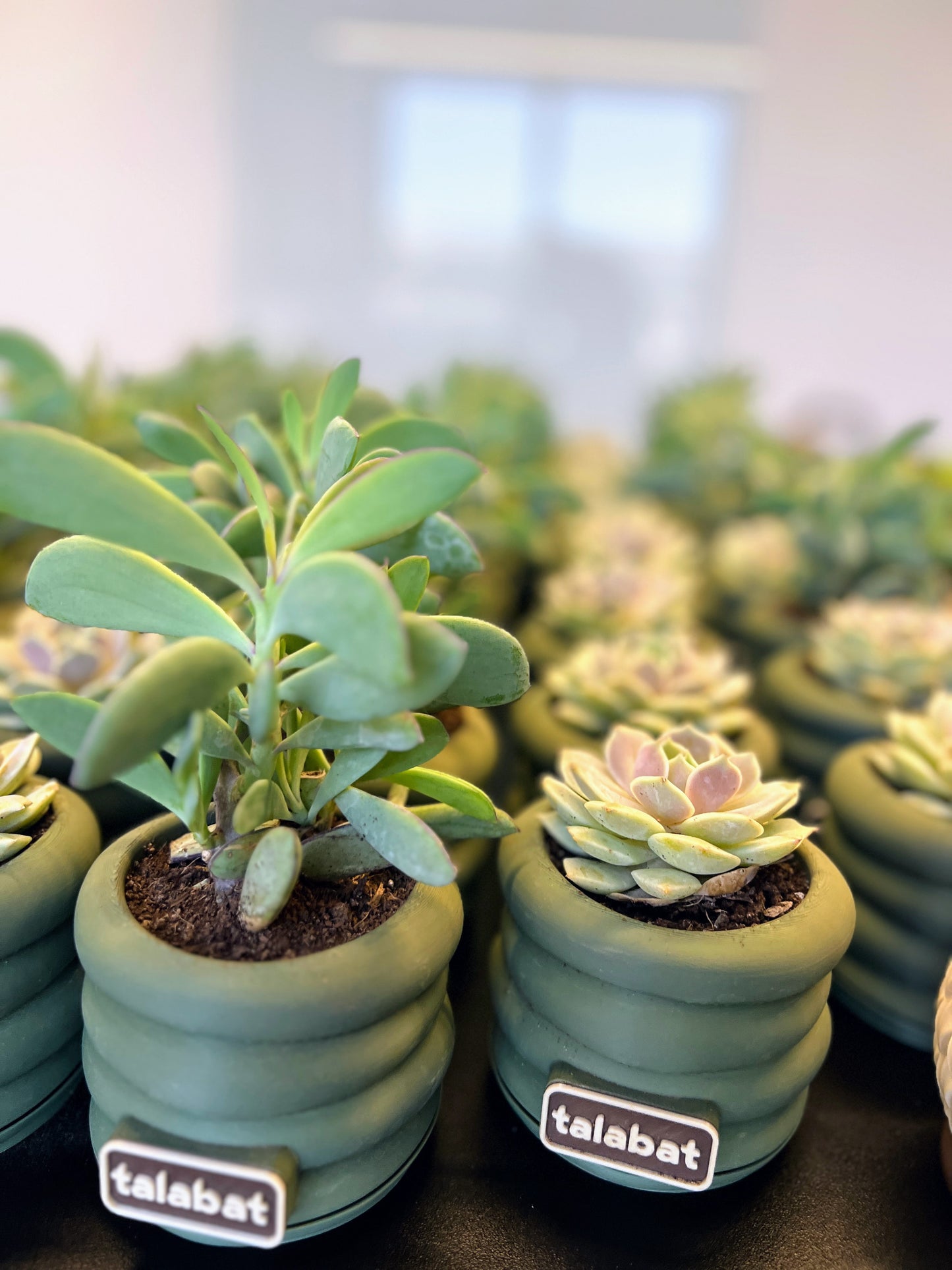 PlantMe - Zen Loops Planter Pot (Logo/Name Customized)